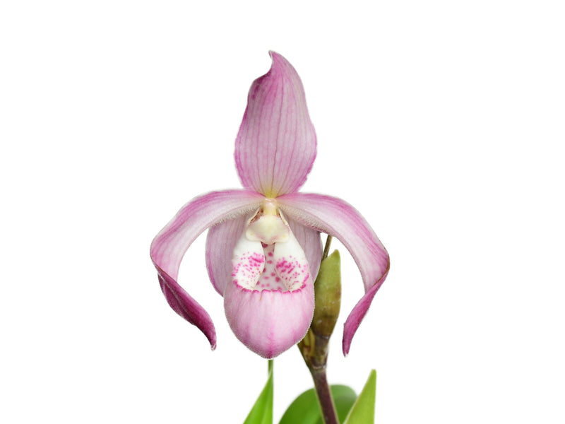 Phragmipedium Carol Kanzer