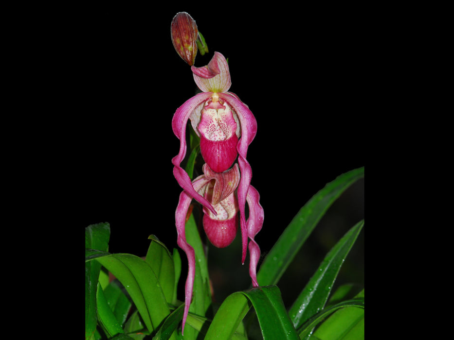 Phragmipedium China Dragon