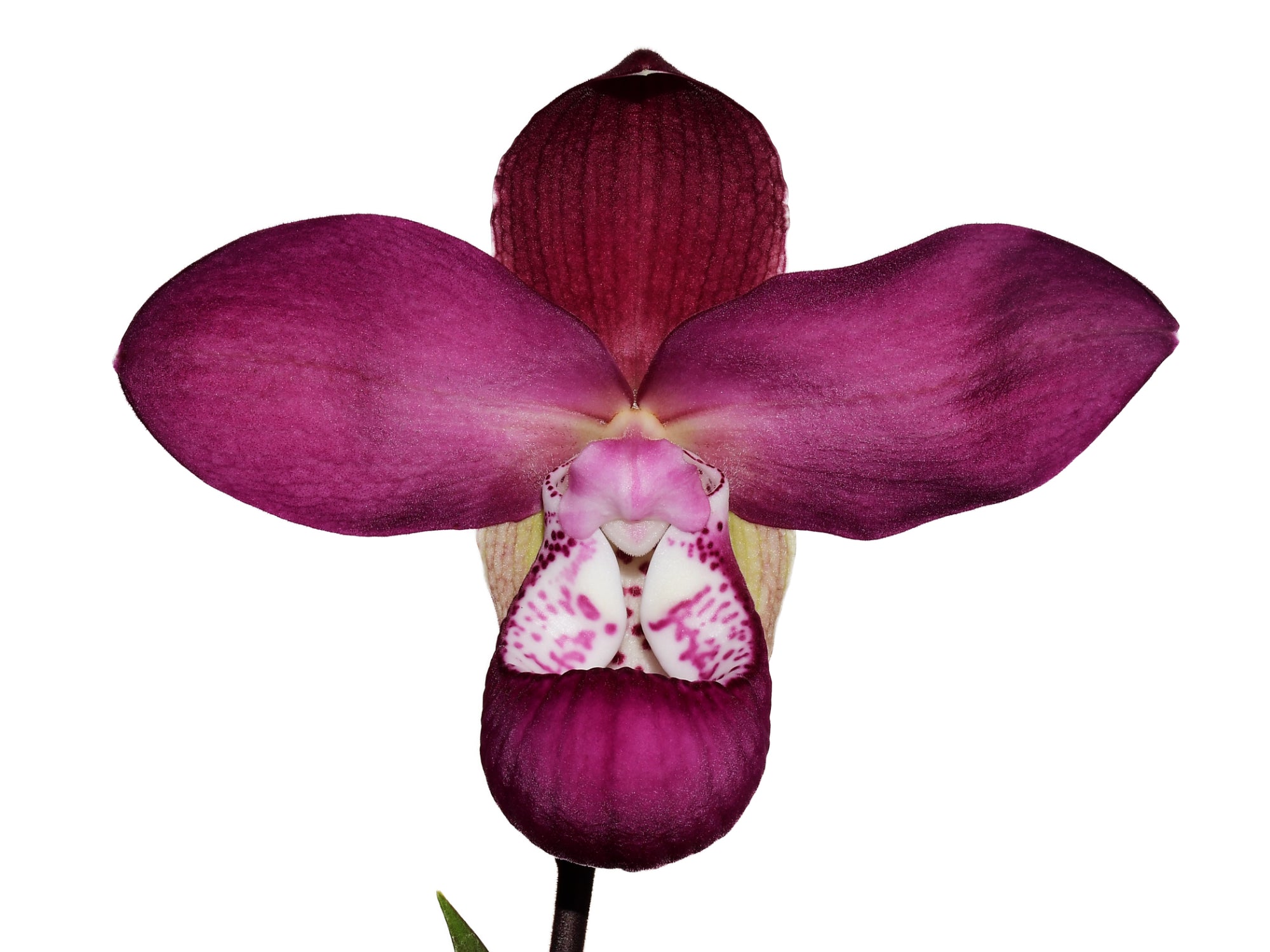 Phragmipedium Cuencano