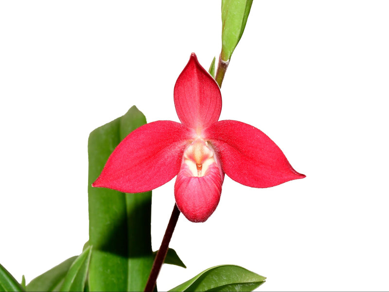 Phragmipedium Diana Portilla