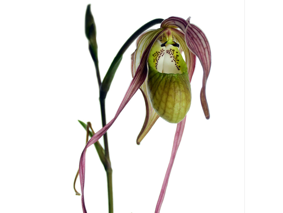 Phragmipedium Diana Salazar