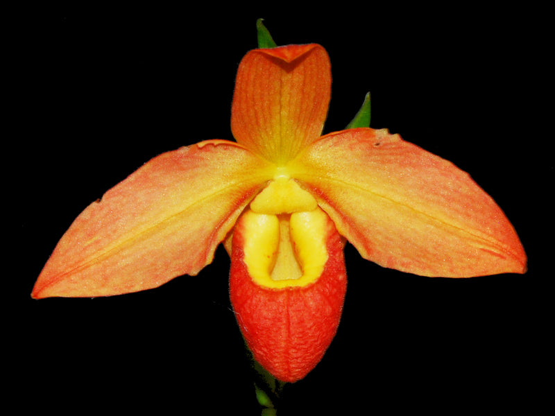 Phragmipedium Don Wimber
