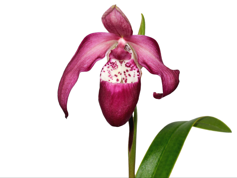 Phragmipedium Dr Koopowitz