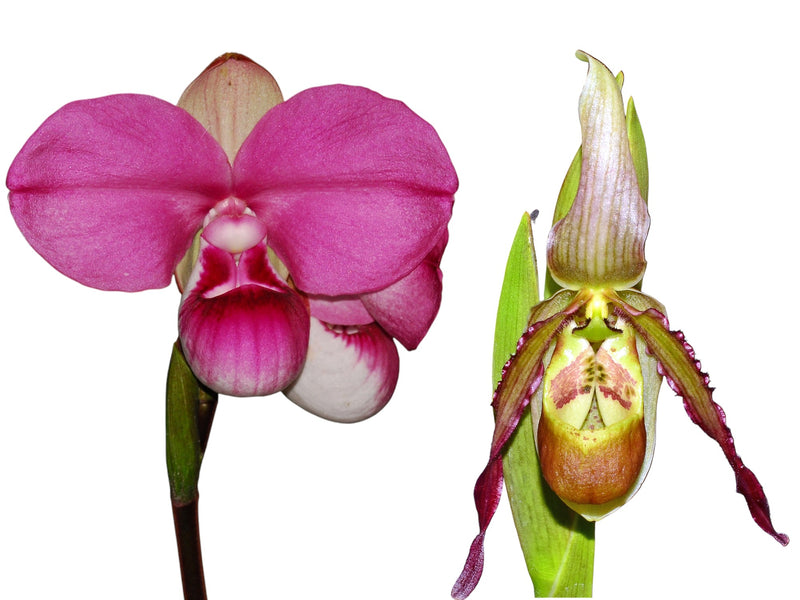 Phragmipedium Dr Koopowitz