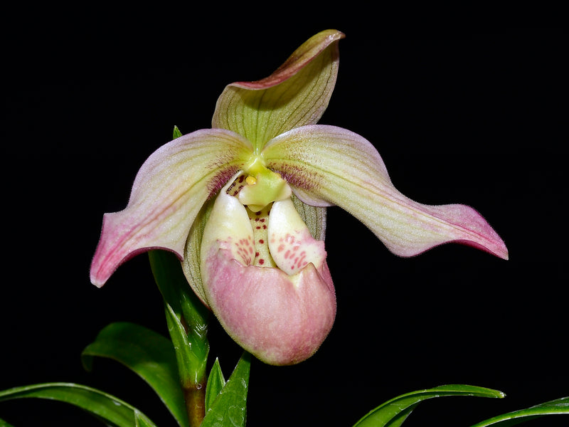 Phragmipedium Easy Men