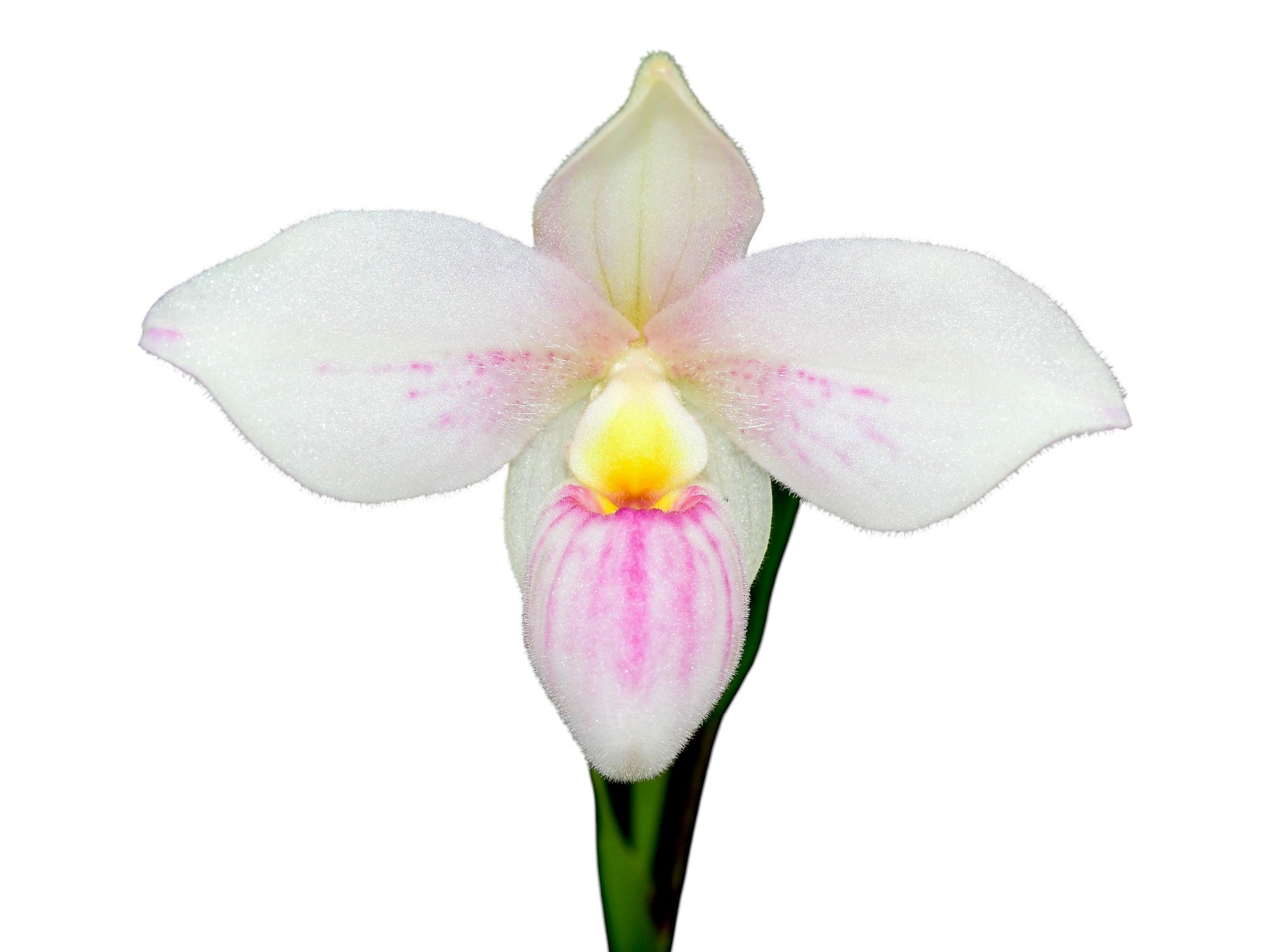 Phragmipedium Ecuagenera Diamond
