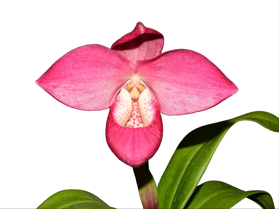 Phragmipedium Ecuagenera Dream x Phragmipedium besseae var dalessandroi