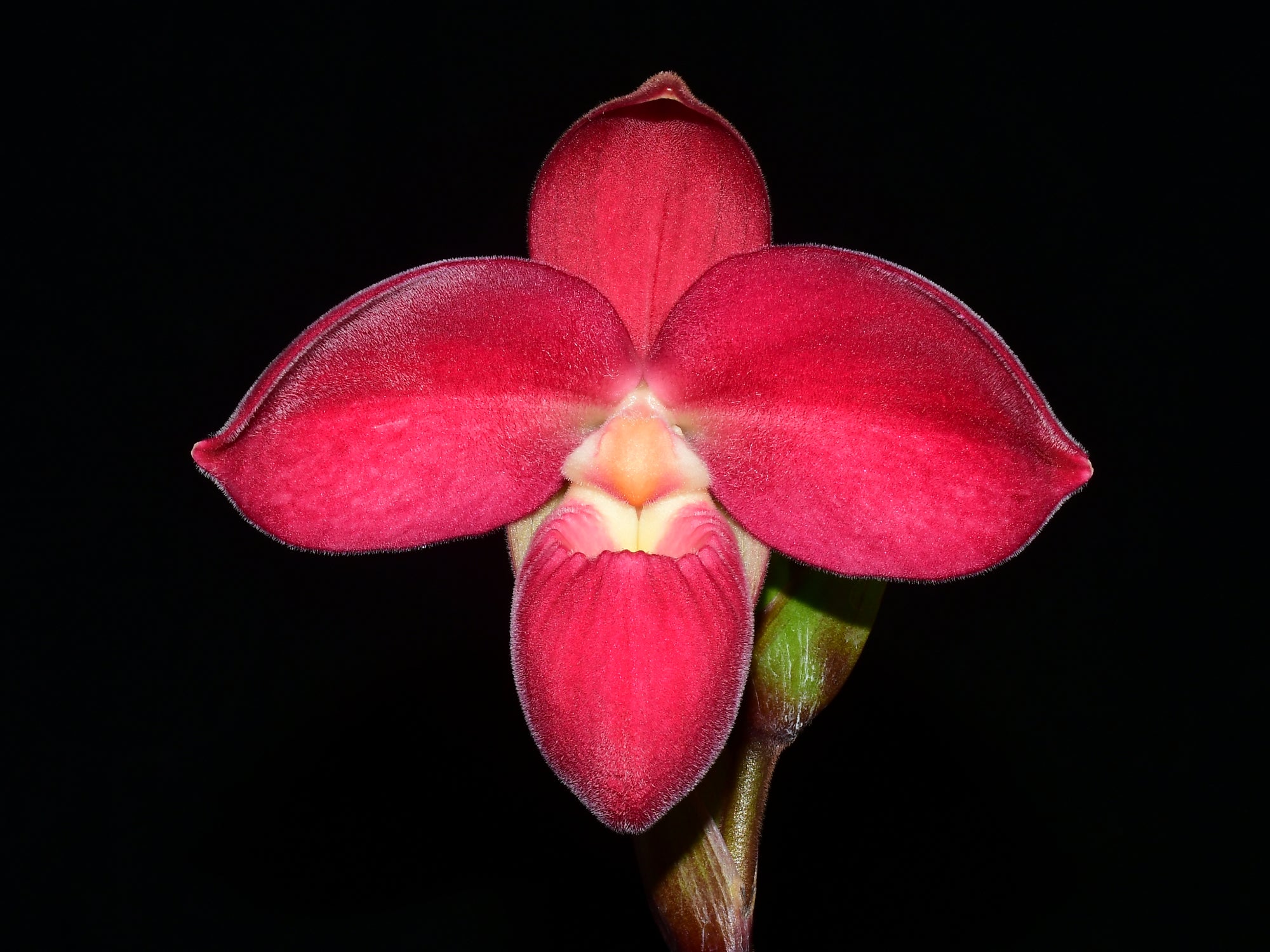 Phragmipedium Eugene Banziger