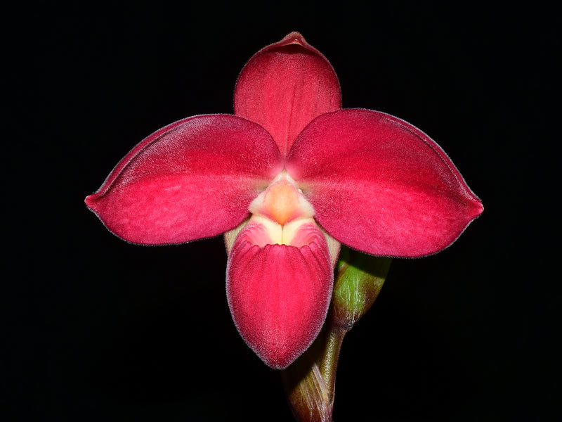 Phragmipedium Eugene Banziger