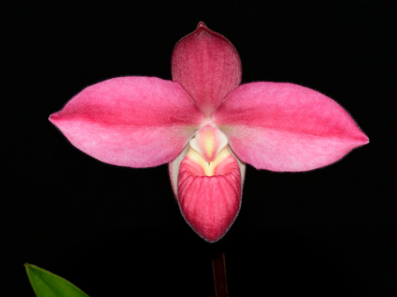 Phragmipedium Eugene Banziger ('Ecuagenera' H00572  x 'Camila')