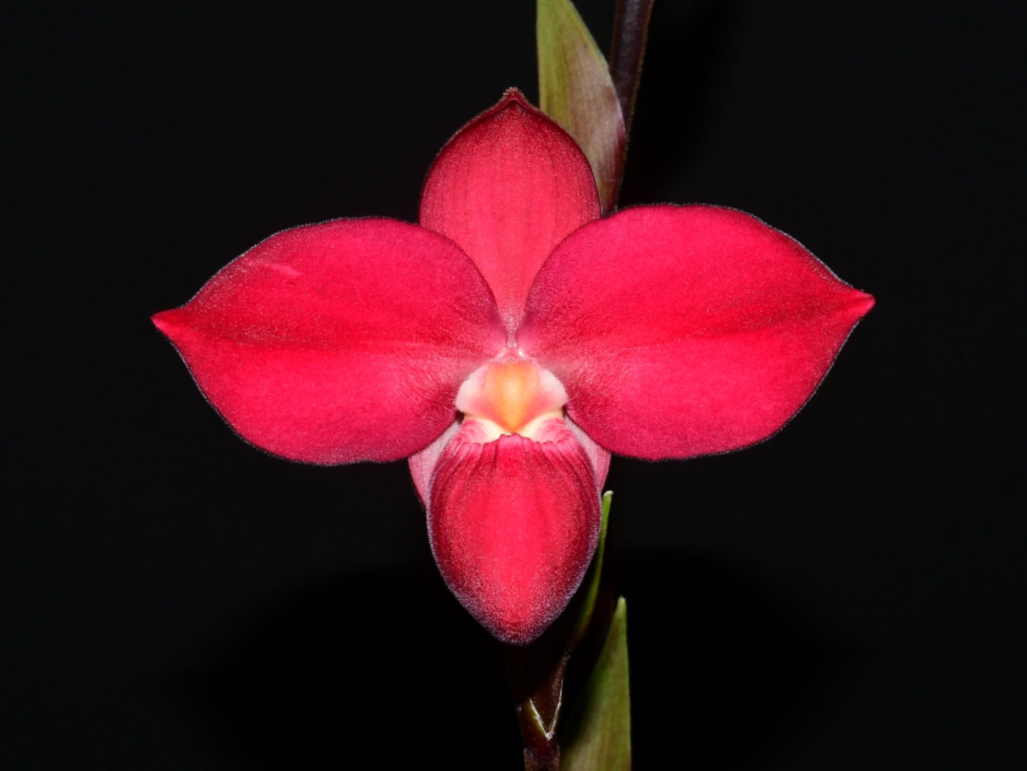 Phragmipedium Eugene Banziger  'Pangui Sunset'