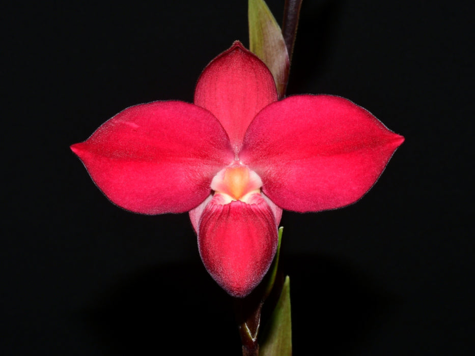 Phragmipedium Eugene Banziger  'Pangui Sunset'