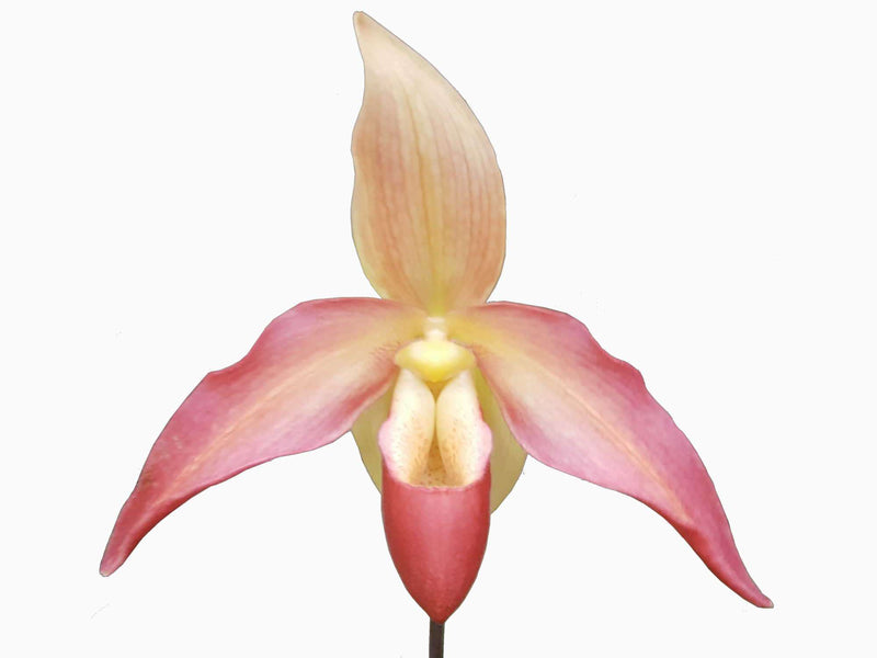 Phragmipedium Franz Glanz