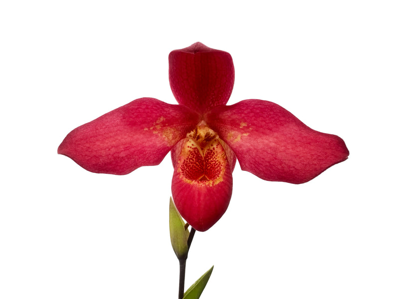 Phragmipedium Brigitte Fortin