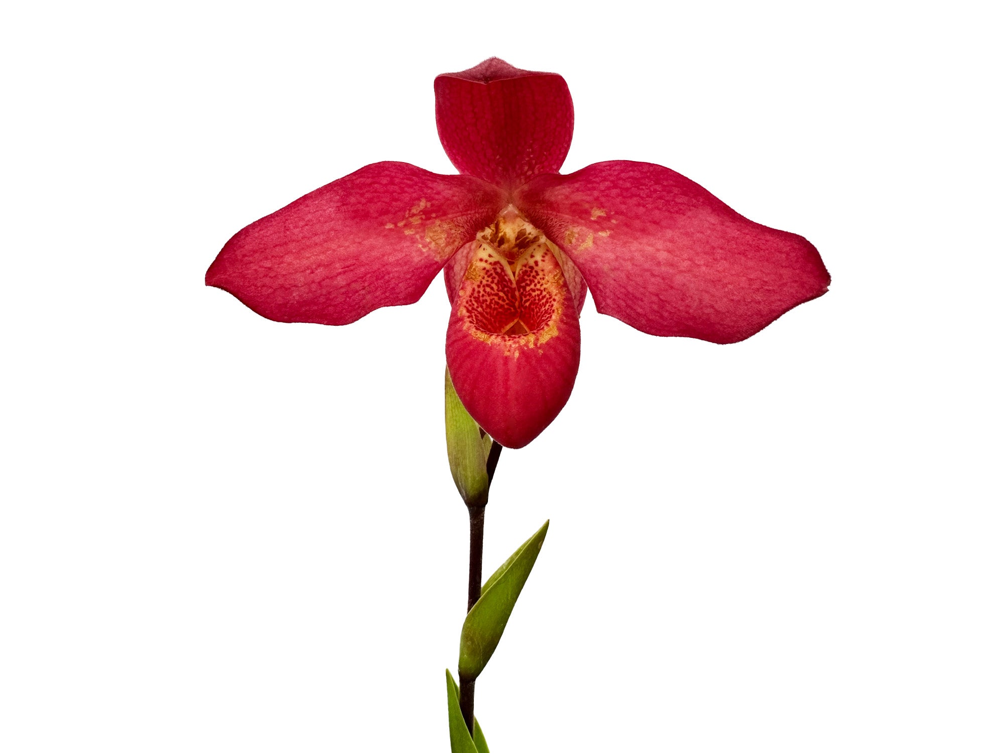 Phragmipedium Brigitte Fortin — Ecuagenera Orquídeas del Ecuador