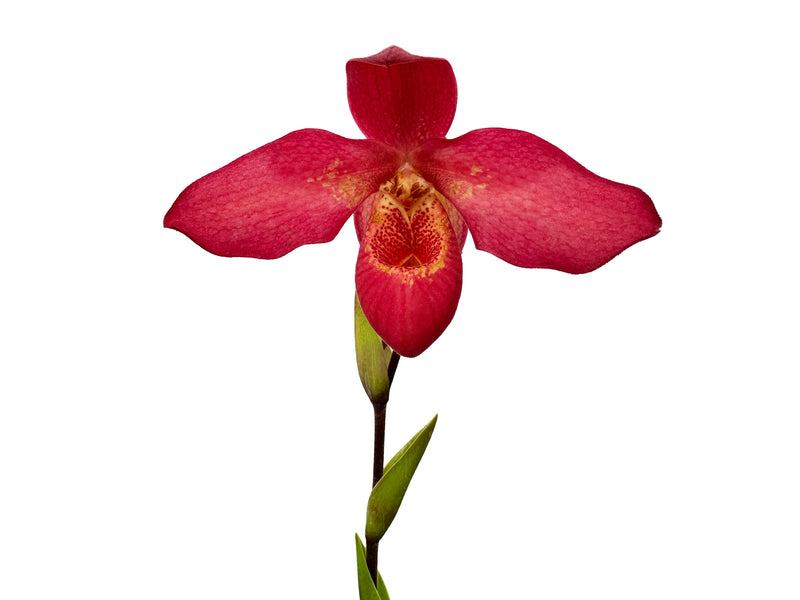 Phragmipedium Brigitte Fortin
