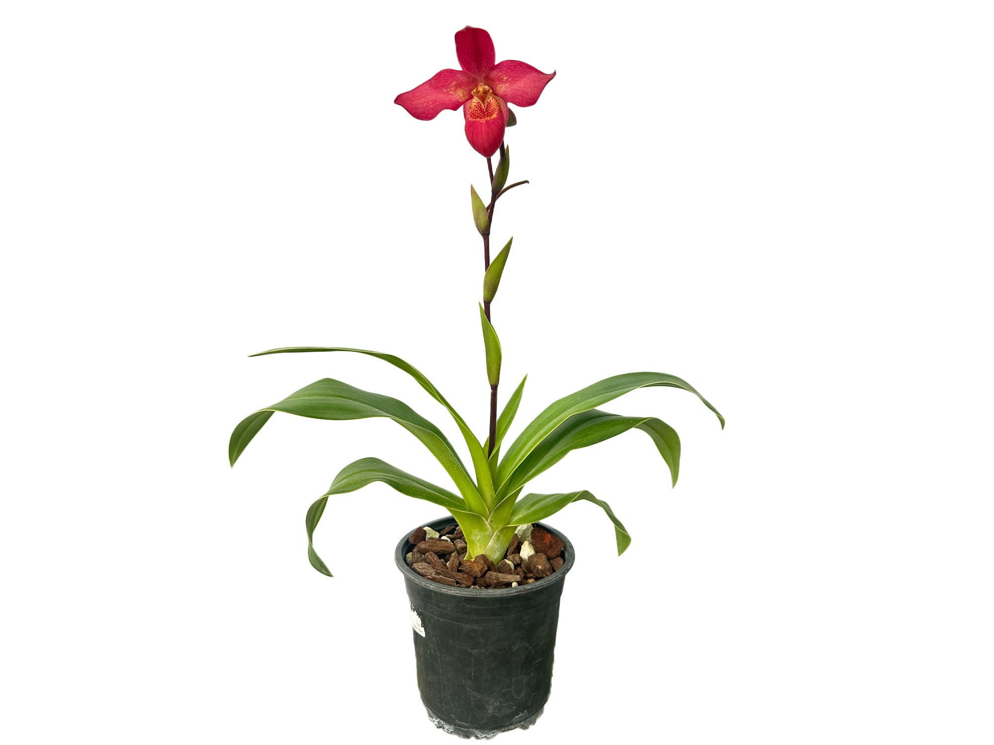 Phragmipedium Brigitte Fortin — Ecuagenera Orquídeas del Ecuador