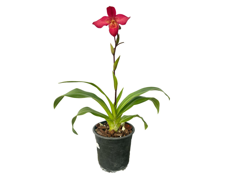 Phragmipedium Brigitte Fortin