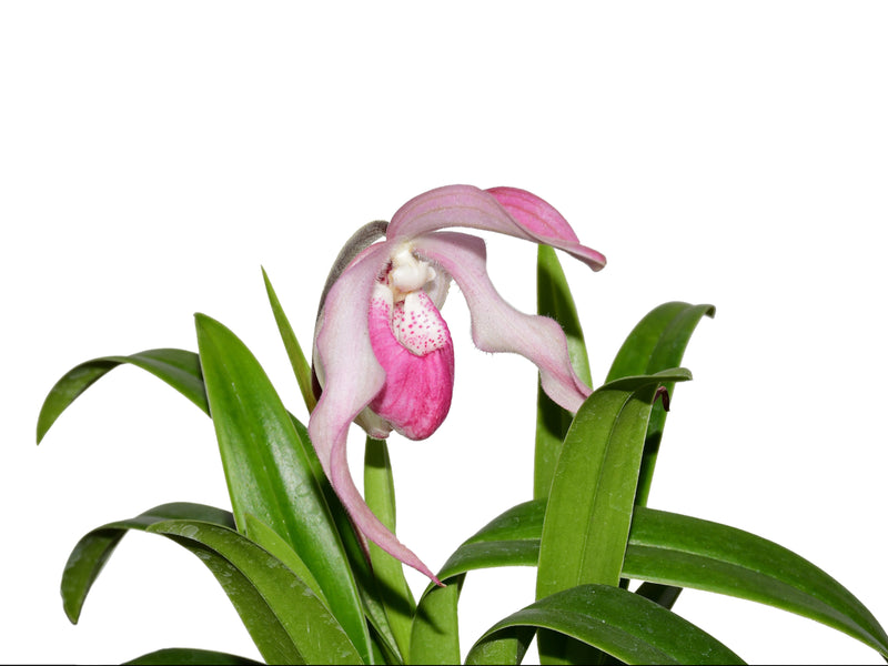 Phragmipedium Gerardo Guachisaca
