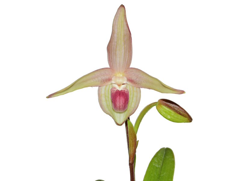 Phragmipedium Gerardo Guachisaca