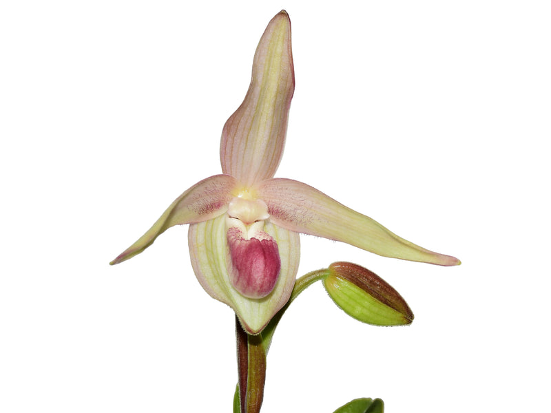 Phragmipedium Gerardo Guachisaca