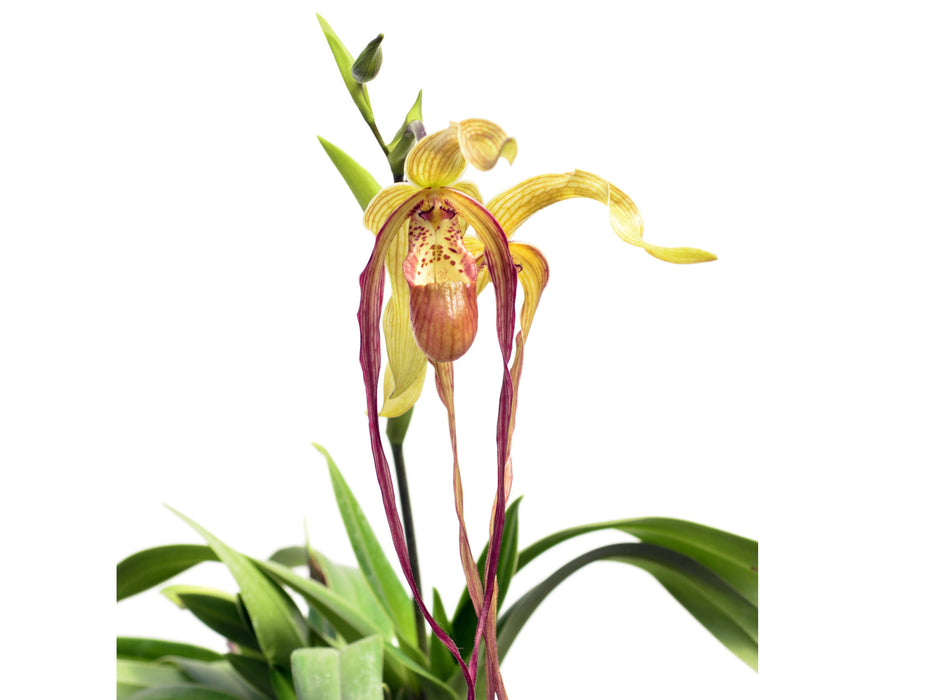 Phragmipedium Glen Decker