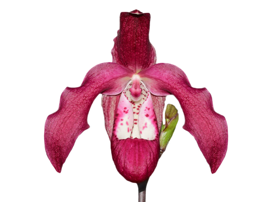 Phragmipedium Gualaceo