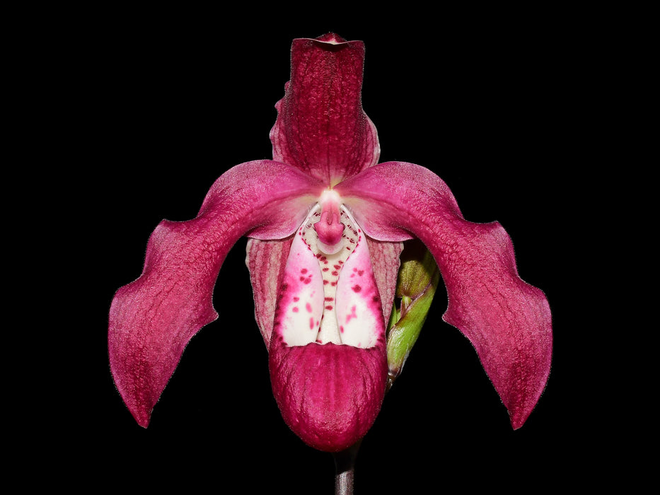 Phragmipedium Gualaceo