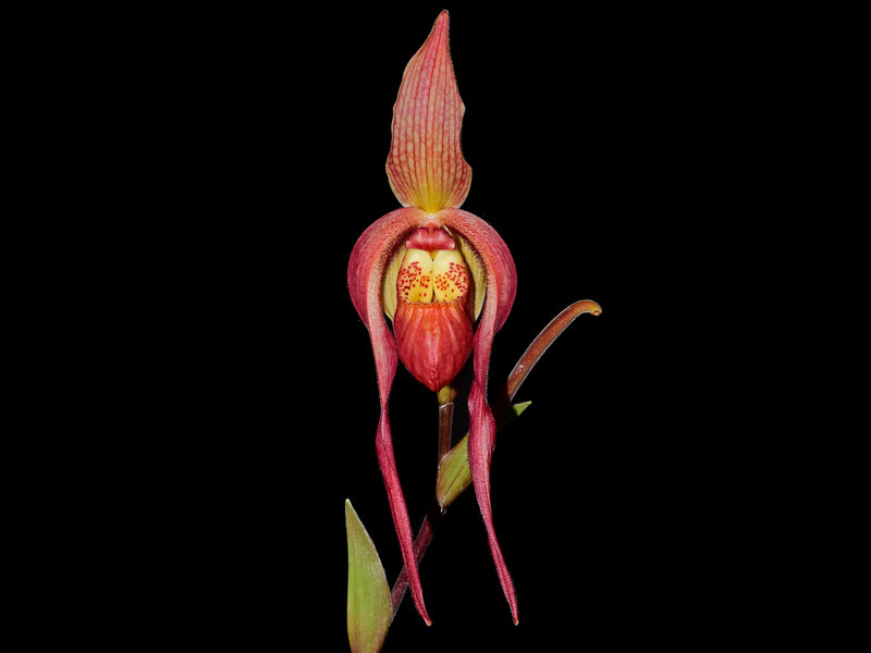 Phragmipedium Harry Nagata