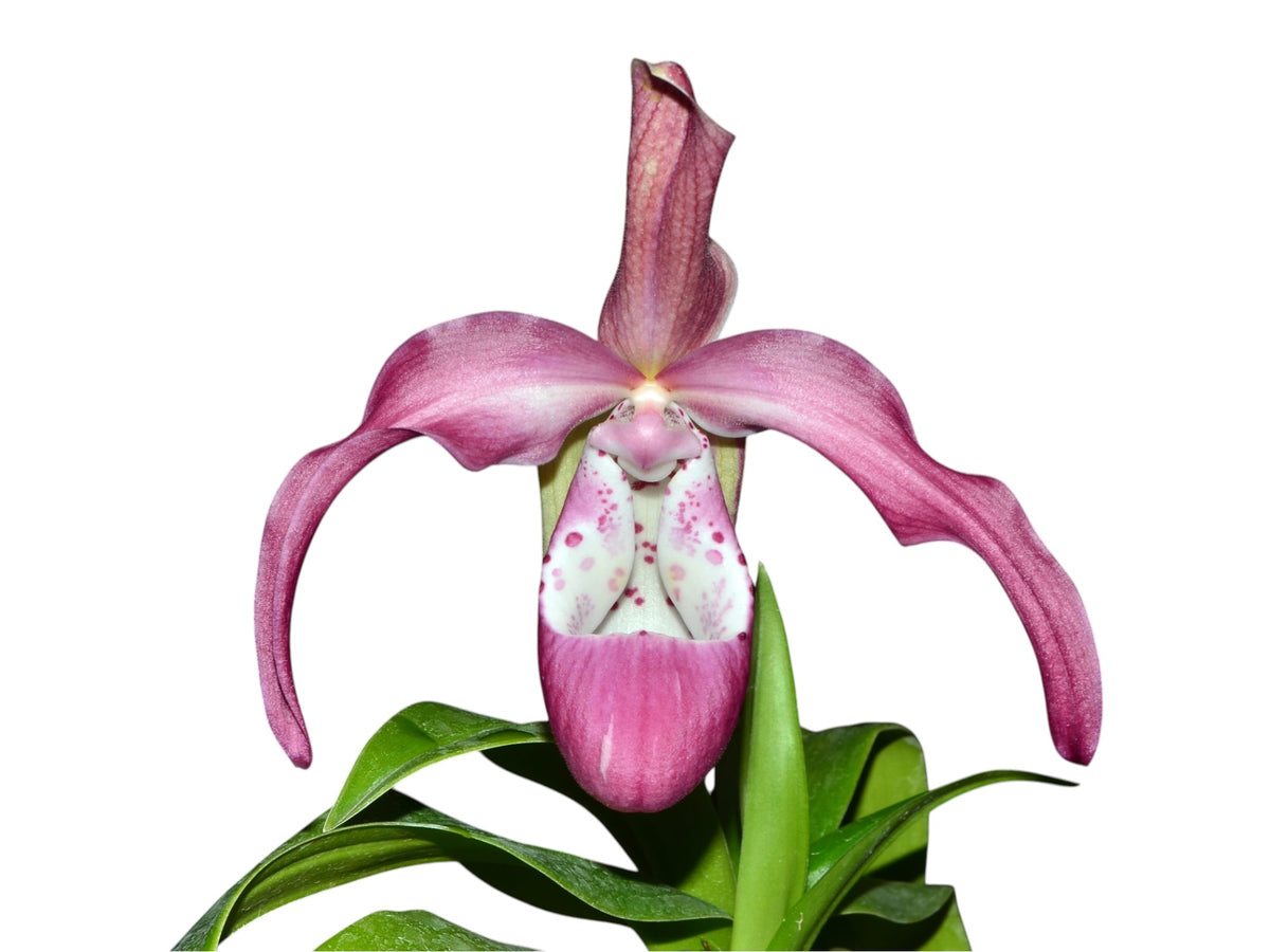 Phragmipedium_Incan_Threasure_