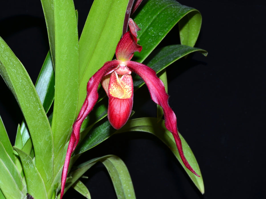 Phragmipedium Ingrid Portilla (warszewiczianum var wallisii x kovachii)