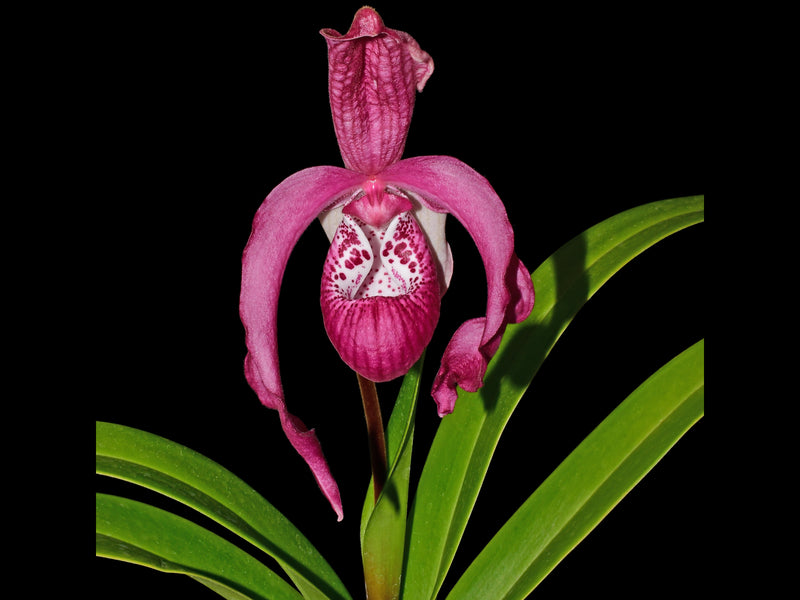 Phragmipedium Ingrid Suarez Ecuagenera