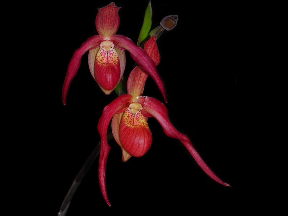 Phragmipedium Ingrid Suarez Ecuagenera (humboldtii 'Fortuna' x kovachii)