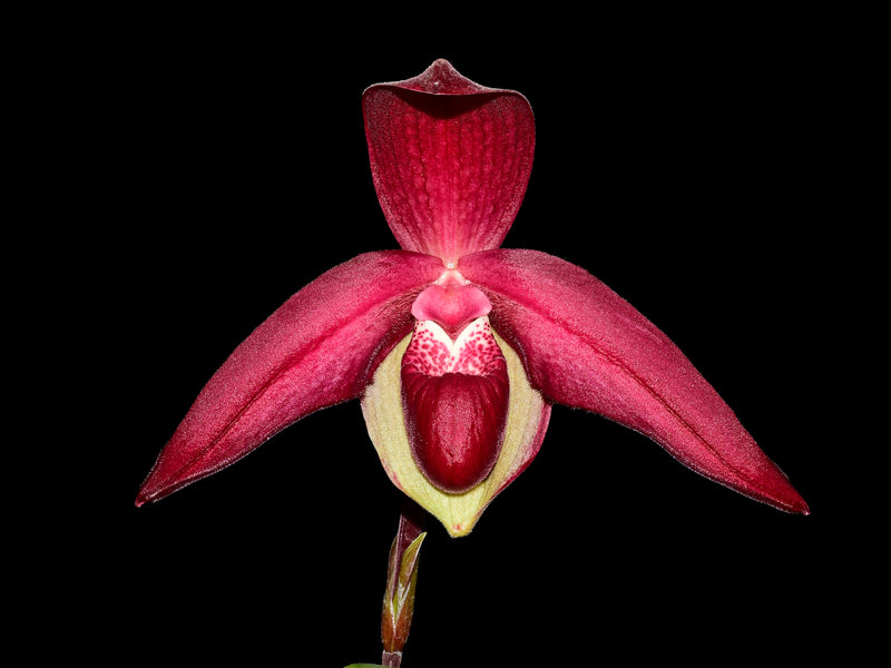 Phragmipedium Janela Portilla