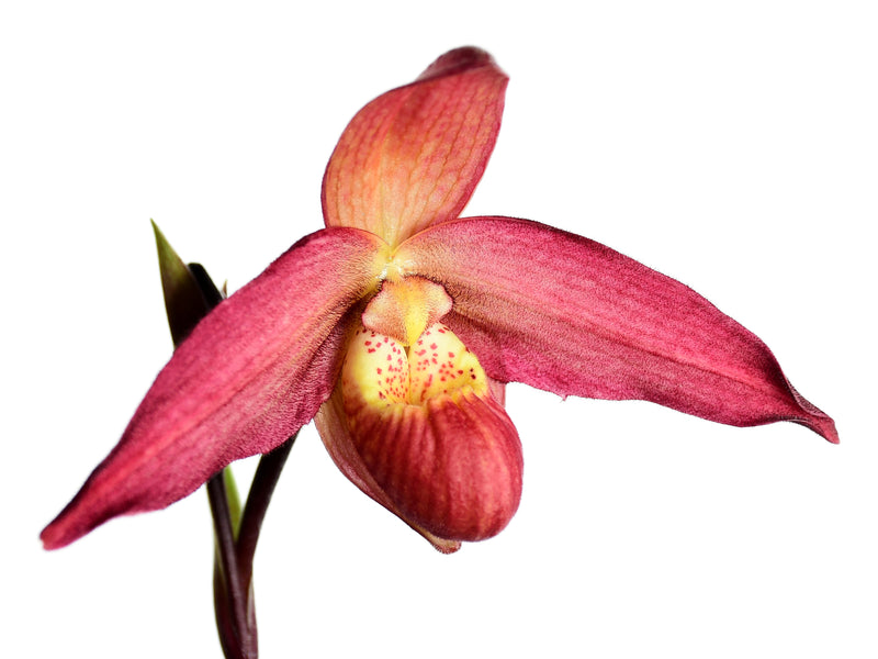 Phragmipedium La Ponterrin