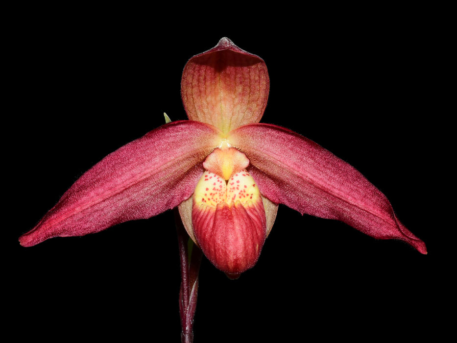 Phragmipedium La Ponterrin