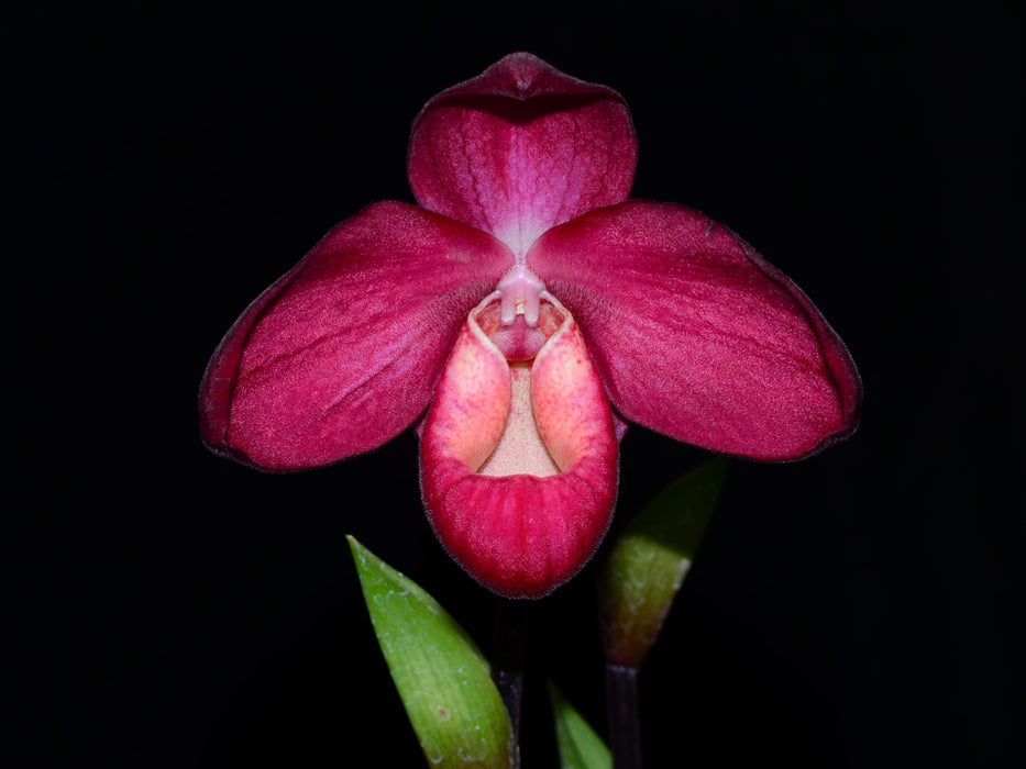 Phragmipedium La Vingtaine