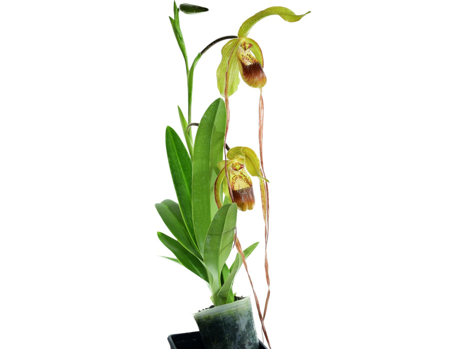 Phragmipedium Leslie Garay x Phragmipedium humboldtii 'Fortuna'