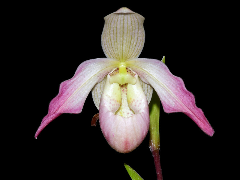 Phragmipedium Little Duck