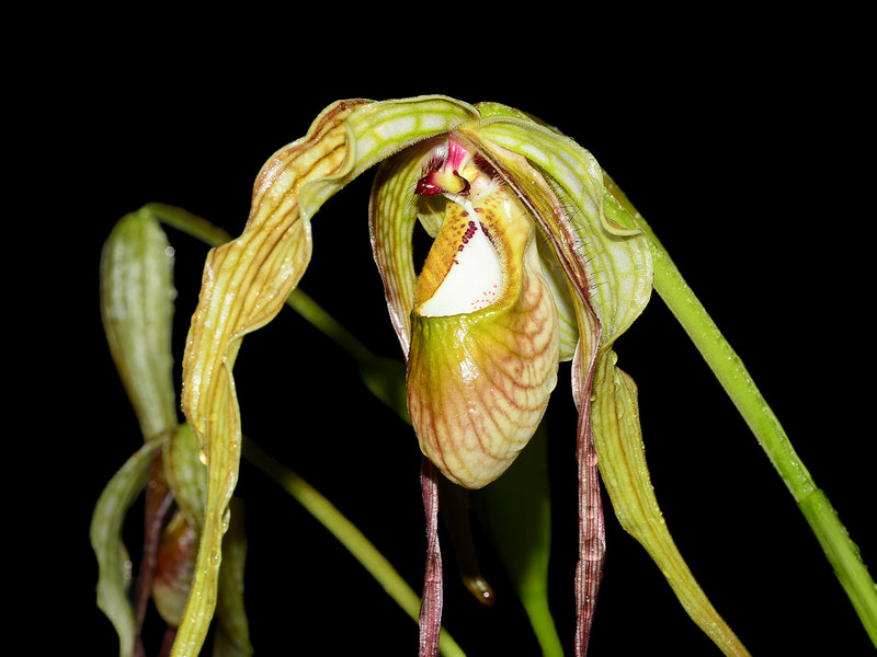 Phragmipedium Majestic Tresses