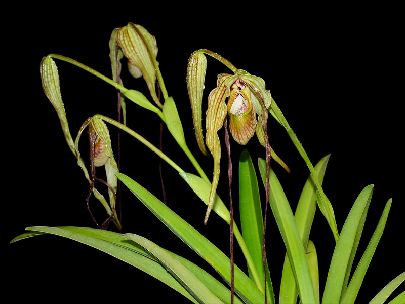 Phragmipedium Majestic Tresses