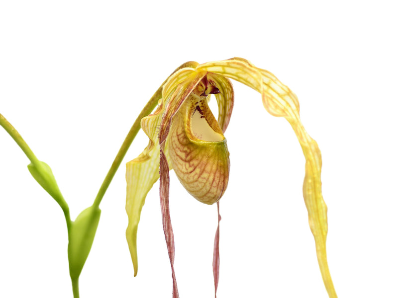 Phragmipedium Majestic Tresses
