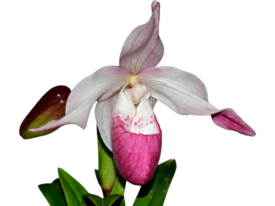 Phragmipedium Martina