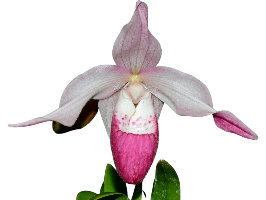 Phragmipedium Martina