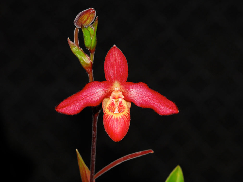 Phragmipedium Memoria Dick Clements