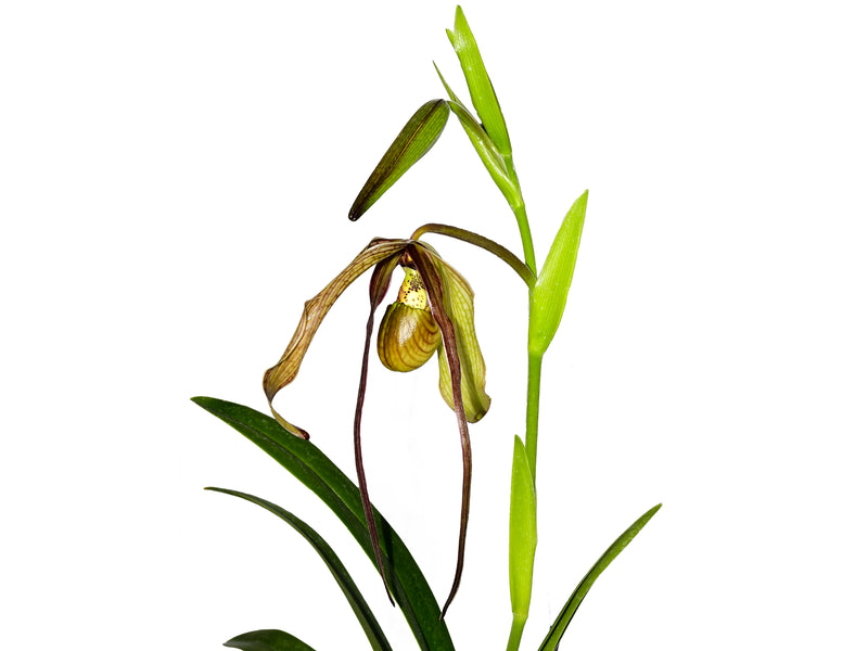 Phragmipedium Michael Riley