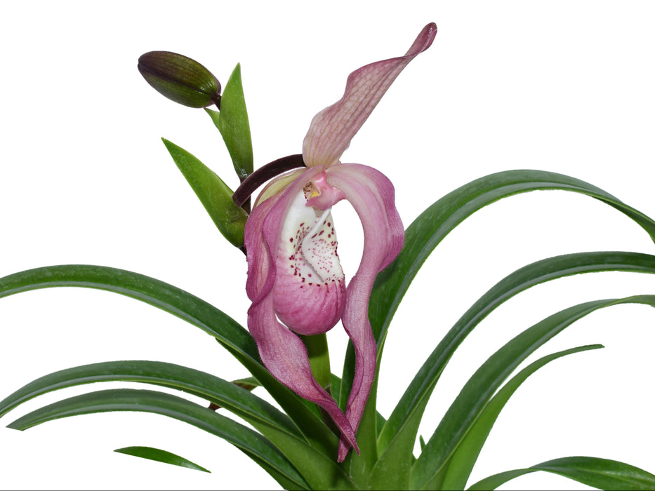 Phragmipedium Mini Grande x Phragmipedium kovachii