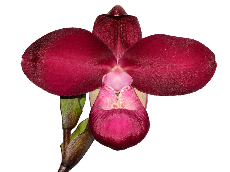 Phragmipedium Munekazu Ejiri