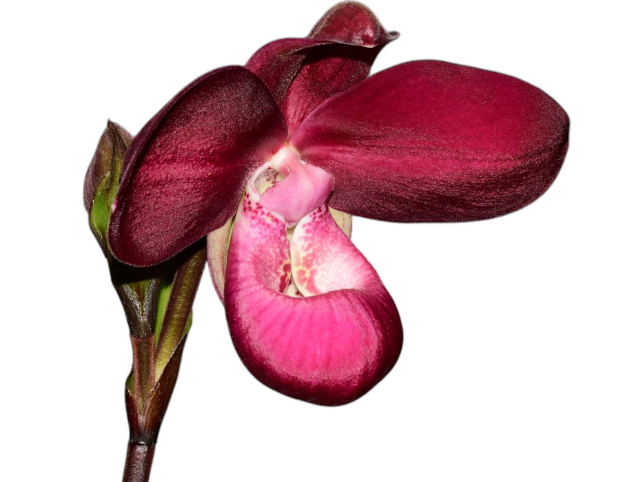 Phragmipedium Munekazu Ejiri