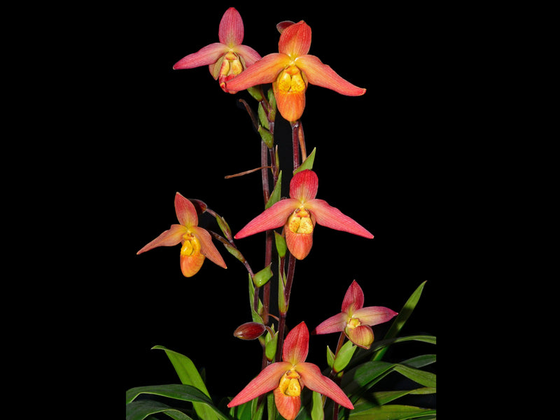 Phragmipedium Olaf Gruss